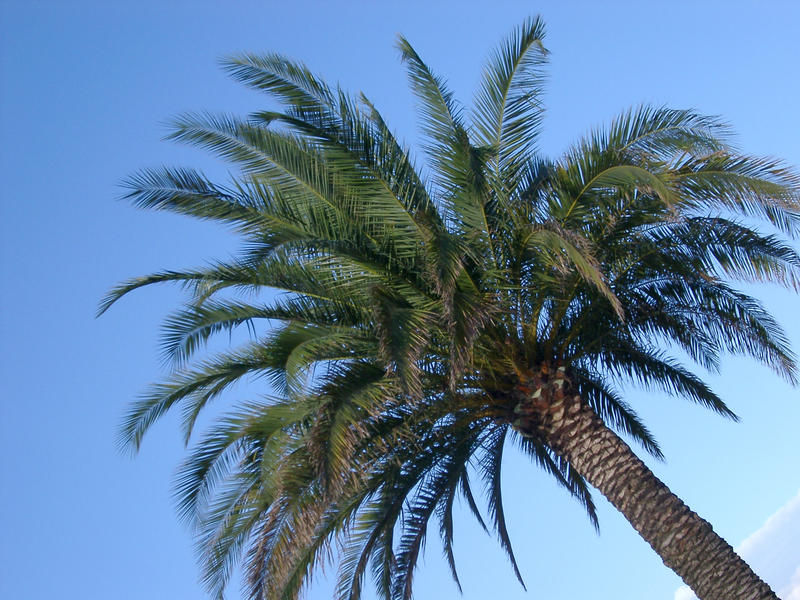 close up on the top of a palm tree