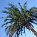 118-palm_trees_2929.jpg