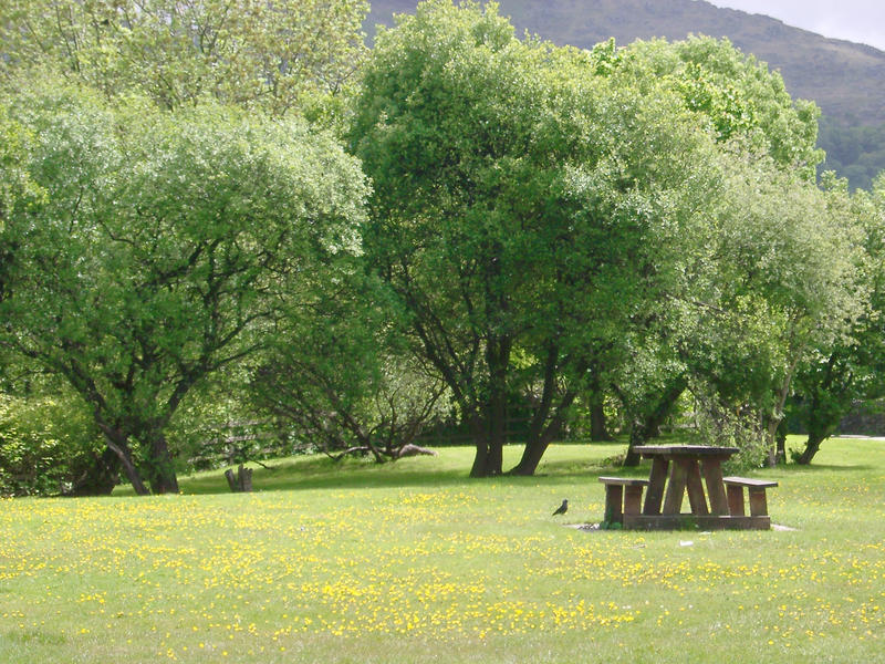 a picnic bench on green grass and daisys in national park land