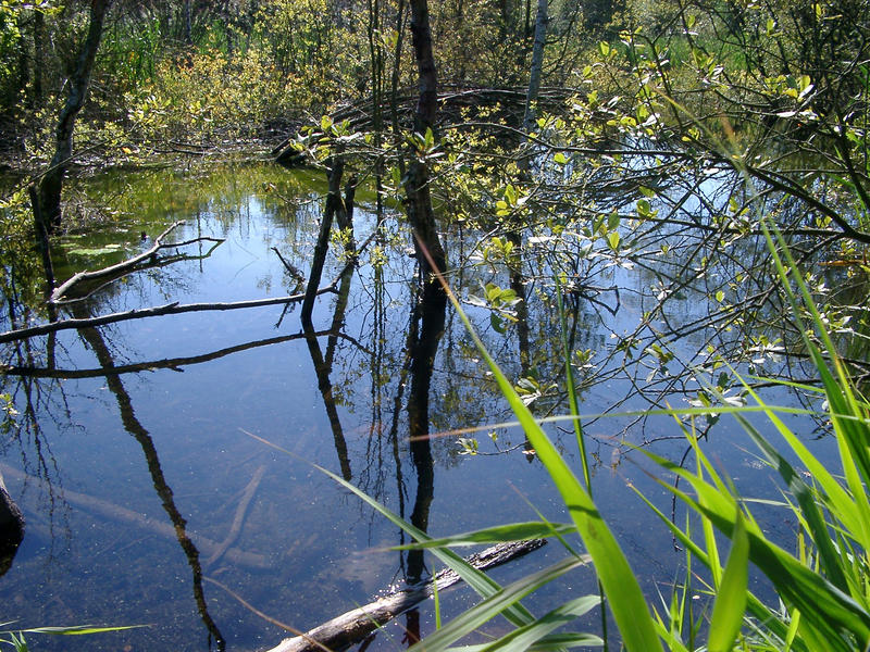 aquatic plants and tree around a small pond