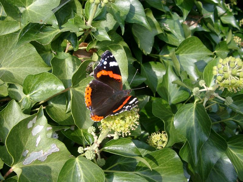 a red admiral butterfly (Vanessa atalanta) uk