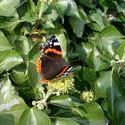 129-red_admiral_butterfly_4433.JPG