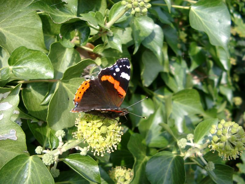 a red admiral butterfly (Vanessa atalanta) uk