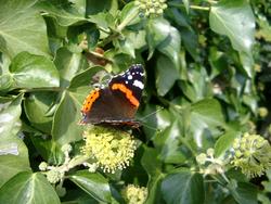 130-red_admiral_butterfly_4434.JPG