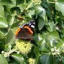 130-red_admiral_butterfly_4434.JPG