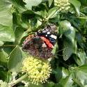 131-red_admiral_butterfly_4436.JPG