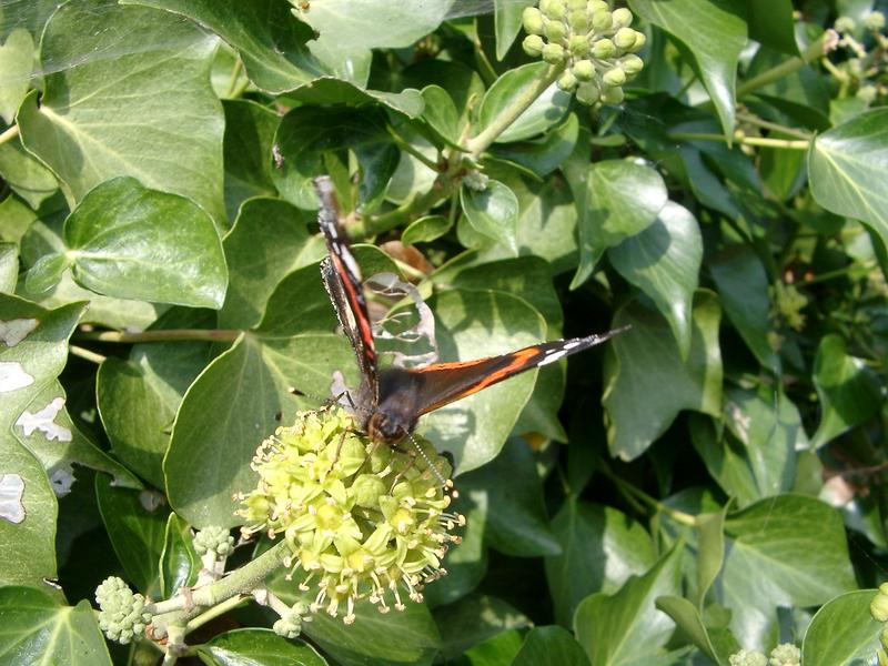 a red admiral butterfly (Vanessa atalanta) uk