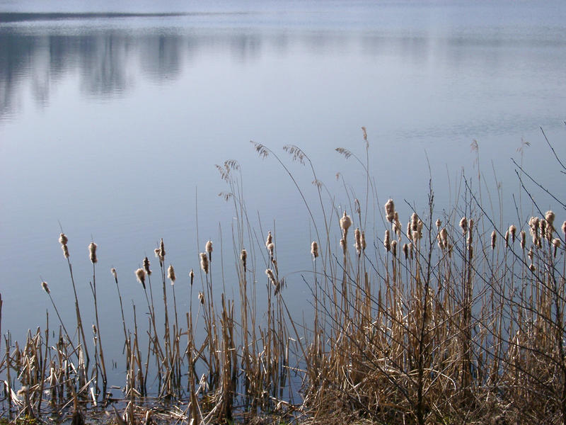 rushes growing in wet soil beside a lake