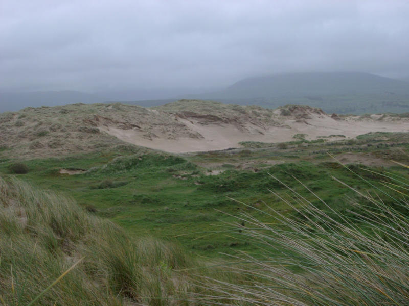 coastal sand dunes, wind swept dune grasses