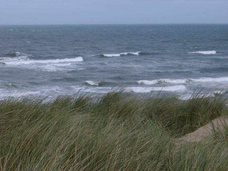 coastal sand dunes, wind swept dune grasses
