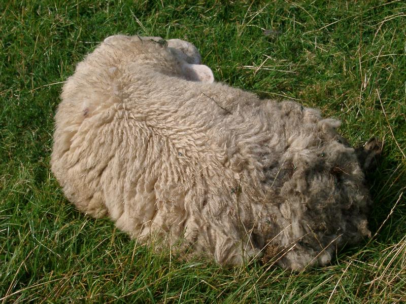 a sleeping sheep under it's wool flece coat