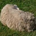 133-sheep_asleep4463.JPG