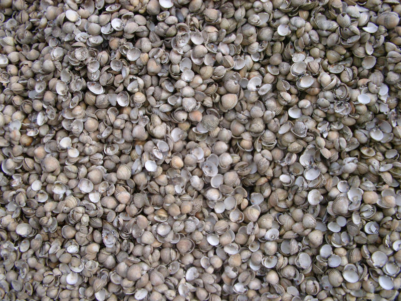 a background of thousands of white shells