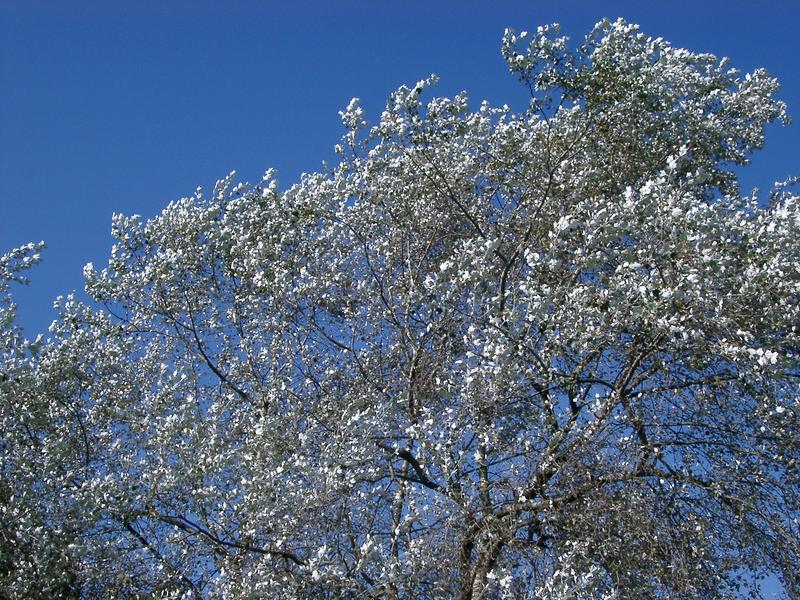 leaves and franches of a silver birch tree