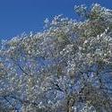 123-silver_birch1133.JPG