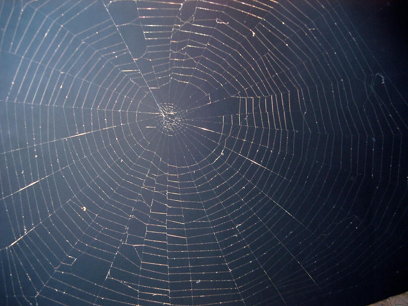 dew drops formed on the lattice work of a cob web