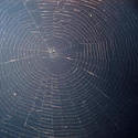 198-spider_web_4043.jpg