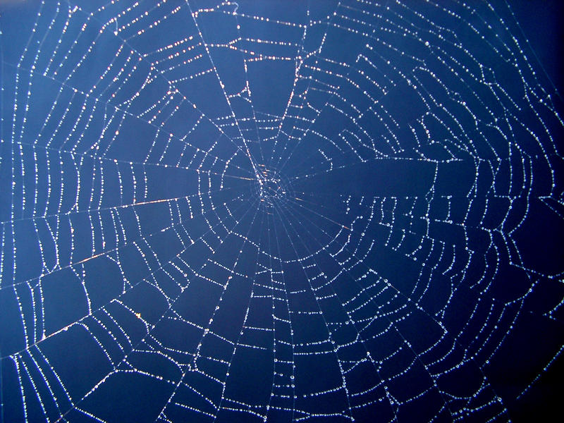 dew drops formed on the lattice work of a cob web