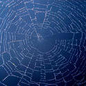 199-spider_web_4051.jpg