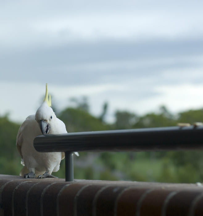 a sulphur crested cockatoo perched on a balcony ledge eating a cracker