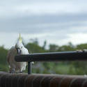 508-sulphur crested cockatoo