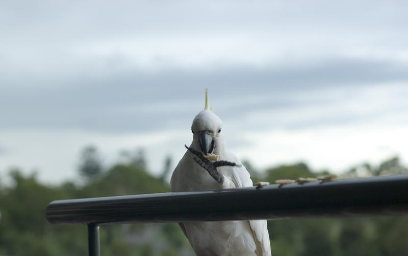 a sulphur crested cockatoo perched on a balcony ledge eating a cracker