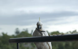 509-sulphur crested cockatoo