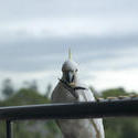 509-sulphur crested cockatoo