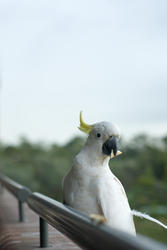 510-sulphur crested cockatoo