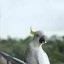 510-sulphur crested cockatoo