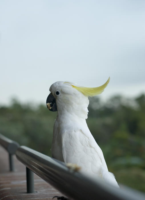 a sulphur crested cockatoo perched on a balcony ledge eating a cracker