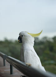 511-sulphur crested cockatoo