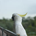 511-sulphur crested cockatoo