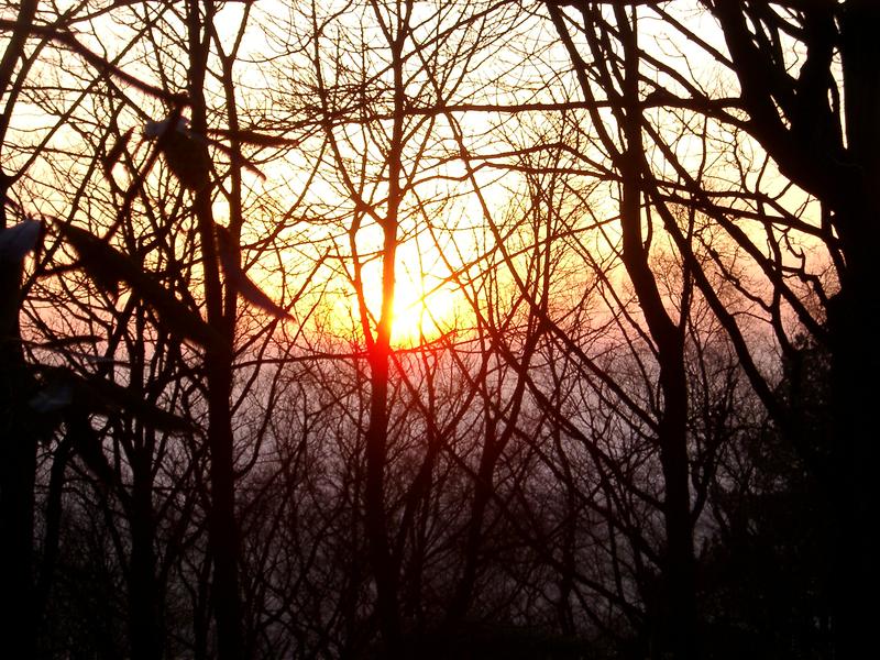 sunset through tree branches, lever park, near bolton, uk