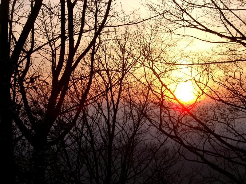 sunset through tree branches, lever park, near bolton, uk