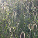 124-teasels_3995.jpg