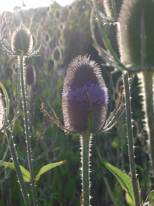 teasel seed heads in summer evening sunlight