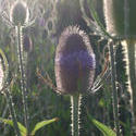 125-teasels_3997.jpg