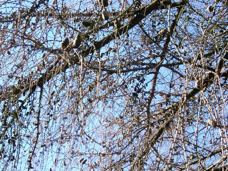 texture of a winter tree with no leaves against a blue sky