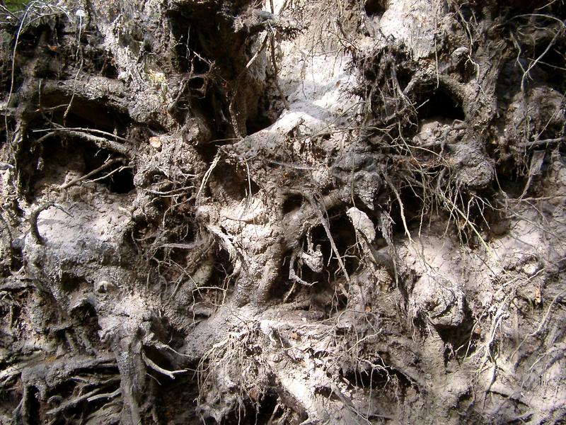 close up on the roots of a storm damaged tree