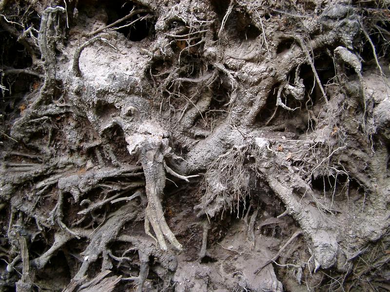close up on the roots of a storm damaged tree