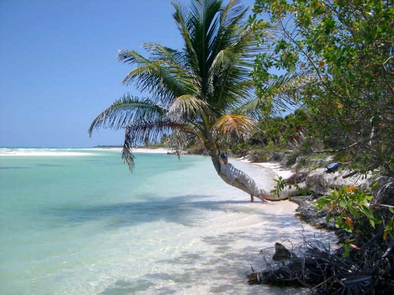 lying relaxed against the trunk of a palm tree in the tropical sun, a beach in quintana roo, mexico