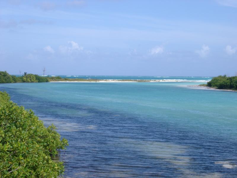 saltwater tropical mangrove wetlands with an outlet to the ocean