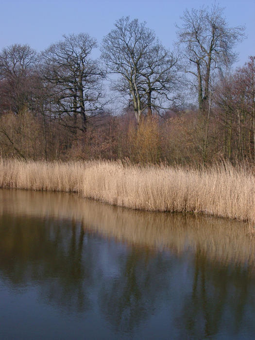 dead grassesby the site of a lake in winter