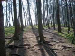 74-woodland_walk_2481.JPG