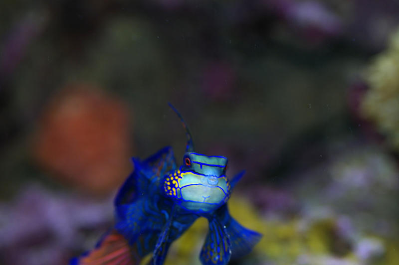 a Green Mandarin Goby Dragonette, aka Striped Mandarin Fish