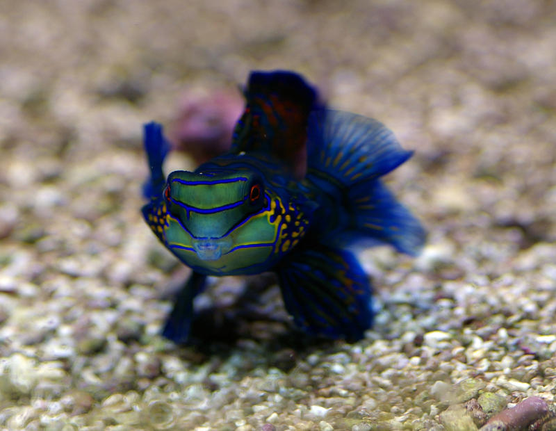 a Green Mandarin Goby Dragonette, aka Striped Mandarin Fish