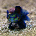 1183-Green_Mandarin_Goby_1003.JPG