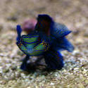 1183-Green_Mandarin_Goby_1003.JPG