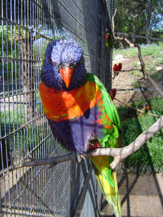 spectacular colours a captive Rainbow Lorikeet